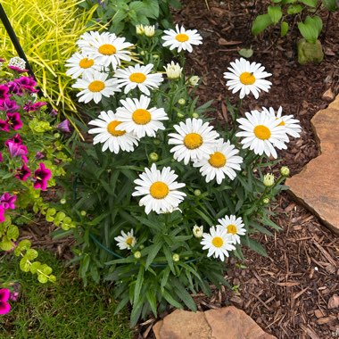 Leucanthemum