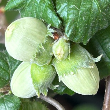 Corylus avellana 'Contorta'