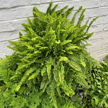 Nephrolepis exaltata 'Fluffy Ruffles'