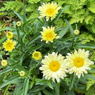 Leucanthemum x superbum 'Banana Cream'