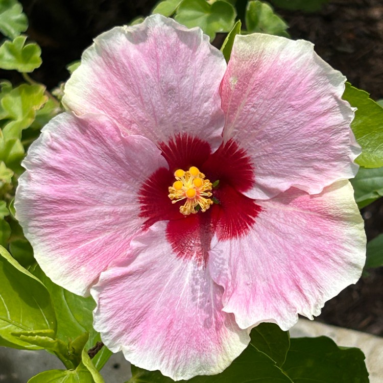 Plant image Hibiscus 'Hollywood'