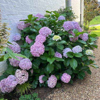 Hydrangea