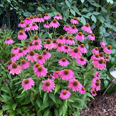 Coneflower 'PowWow Wild Berry'