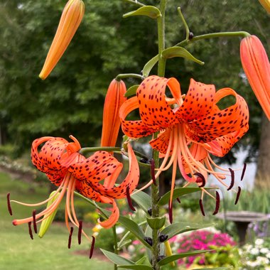 Lily (Species) Tiger Lily