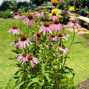 Coneflower 'Cheyenne Spirit' (Mix)