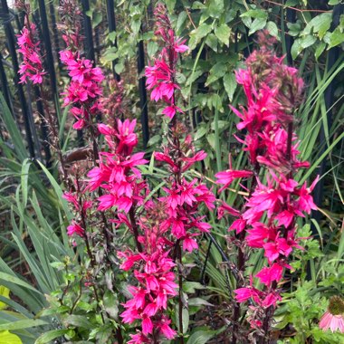 Lobelia ‘Starship Deep Rose'