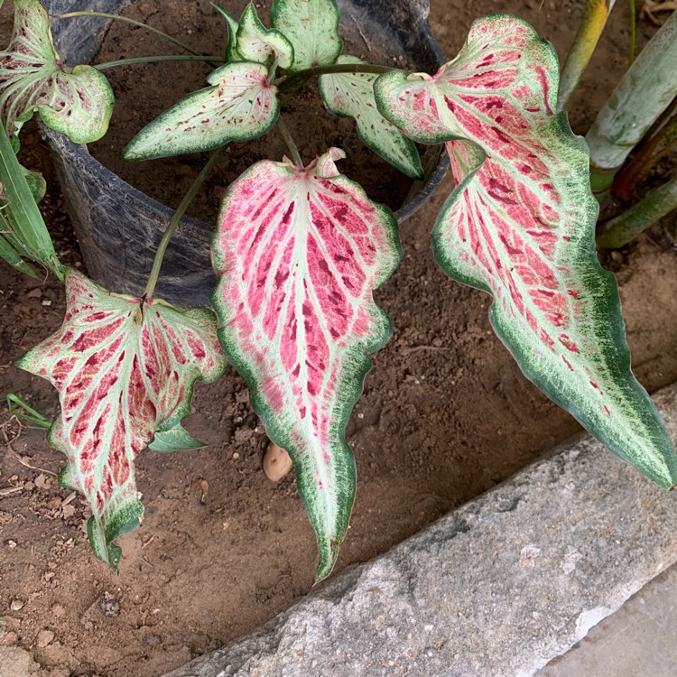 Plant image Caladium 'Thai Beauty'