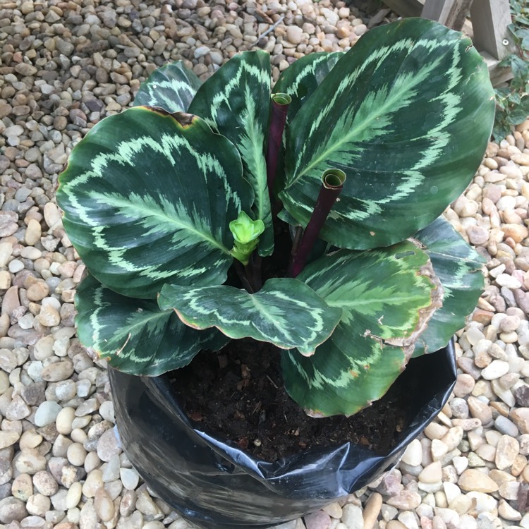 Plant image Calathea roseopicta