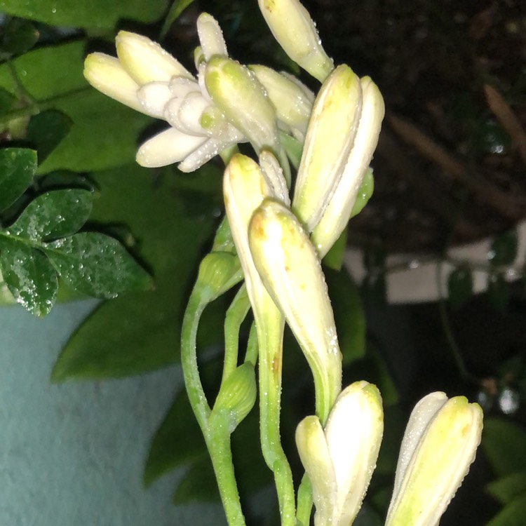 Plant image Polianthes tuberosa