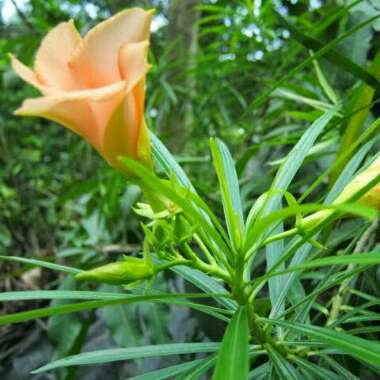 Nerium oleander