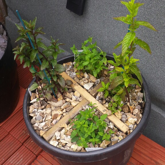 Plant image Mentha x piperita 'Strawberry'