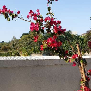 Great Bougainvillea