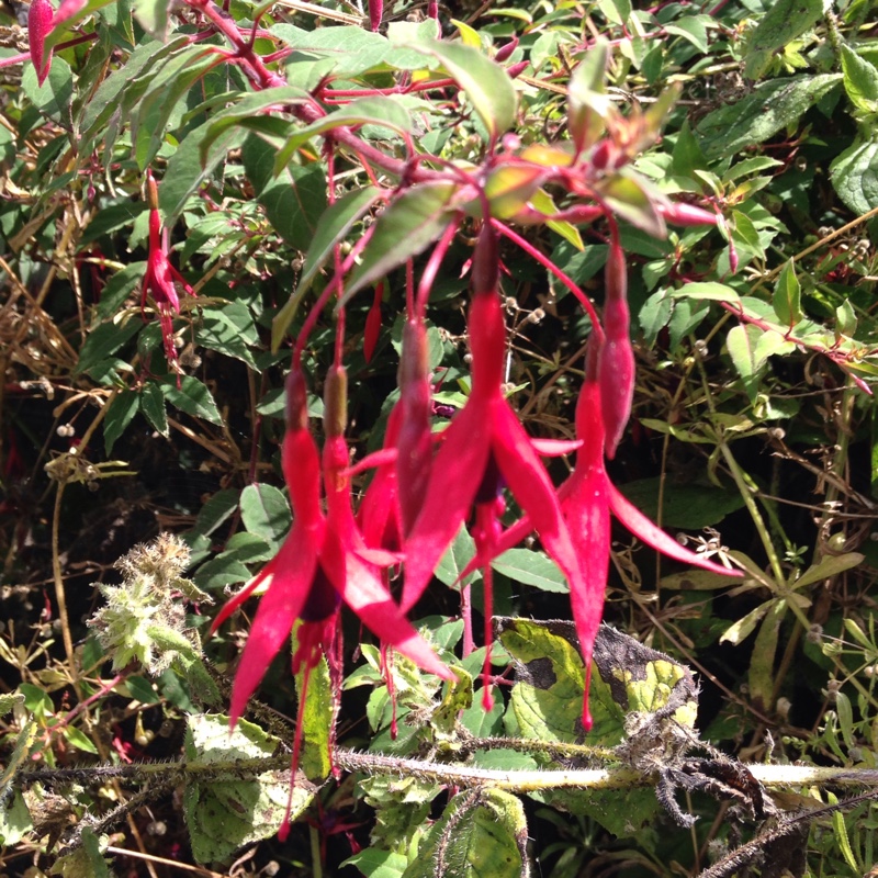 Fuchsia 'Magellanica'