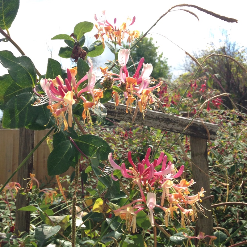 European Honeysuckle