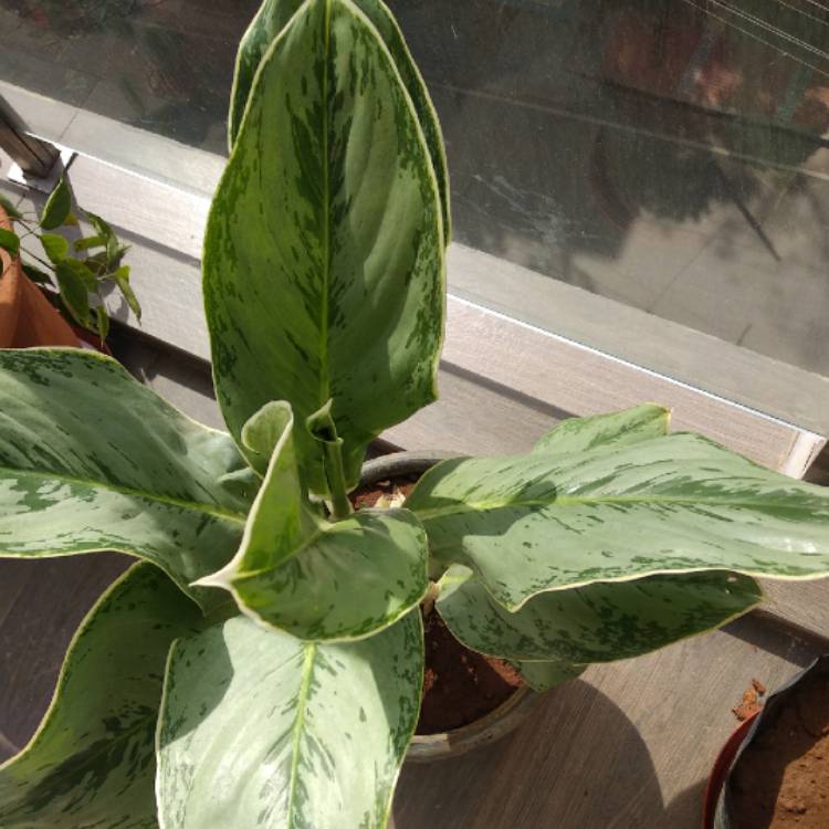 Plant image Aglaonema 'Silver King'