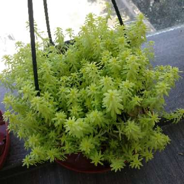 Sedum japonicum 'Tokyo Sun'