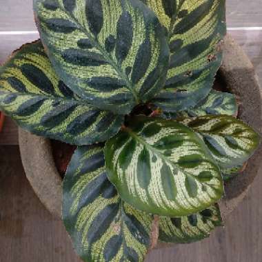 Calathea 'Makoyana'