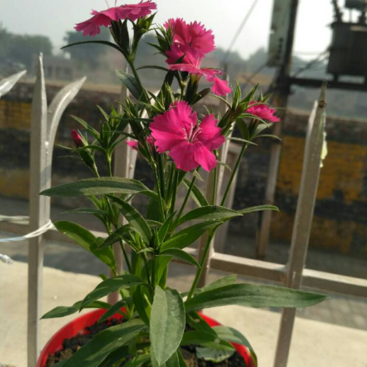 Plant image Dianthus 'Festival Series'