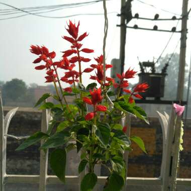 Salvia splendens 'Fireball'