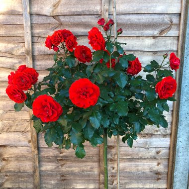 Floribunda rose Remembrance