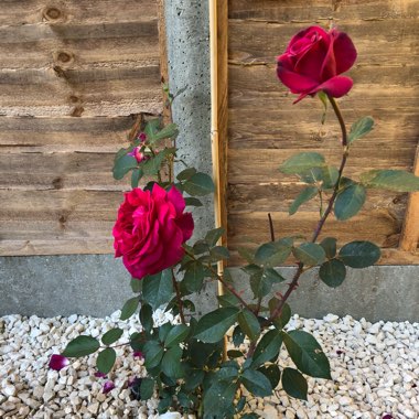 Rose 'Blackberry Nip' (Hybrid Tea)