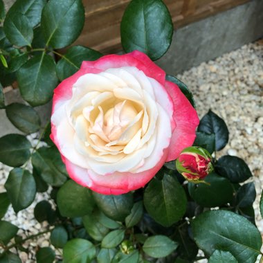 Rose 'Nostalgia' (Hybrid Tea)