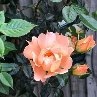 Rose 'Bridge of Sighs' (Climbing)