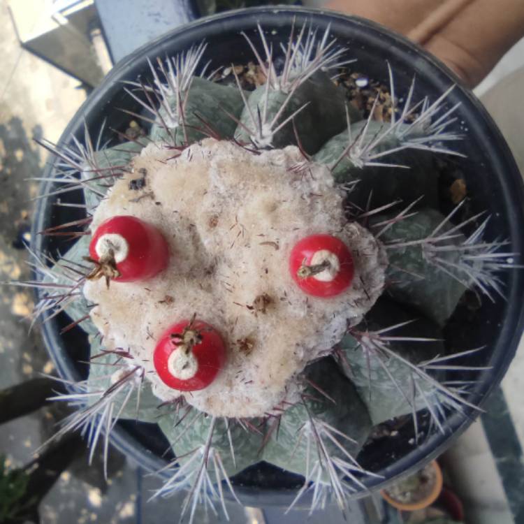 Plant image Melocactus