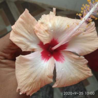 Hibiscus rosa-sinensis