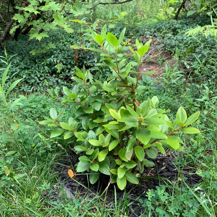 Plant image Rhododendron 'P.J.M. Compacta'