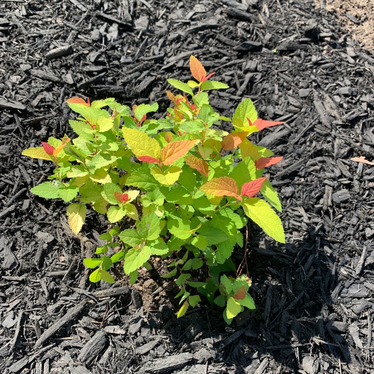 Plant image Spiraea japonica 'Double Play Big Bang'