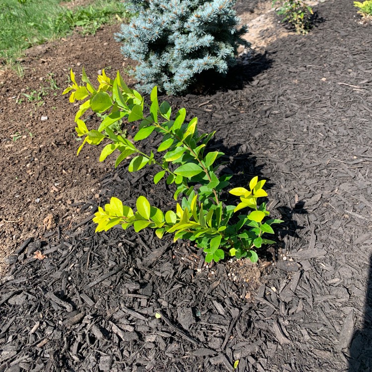 Plant image Ligustrum ovalifolium 'Aureum'