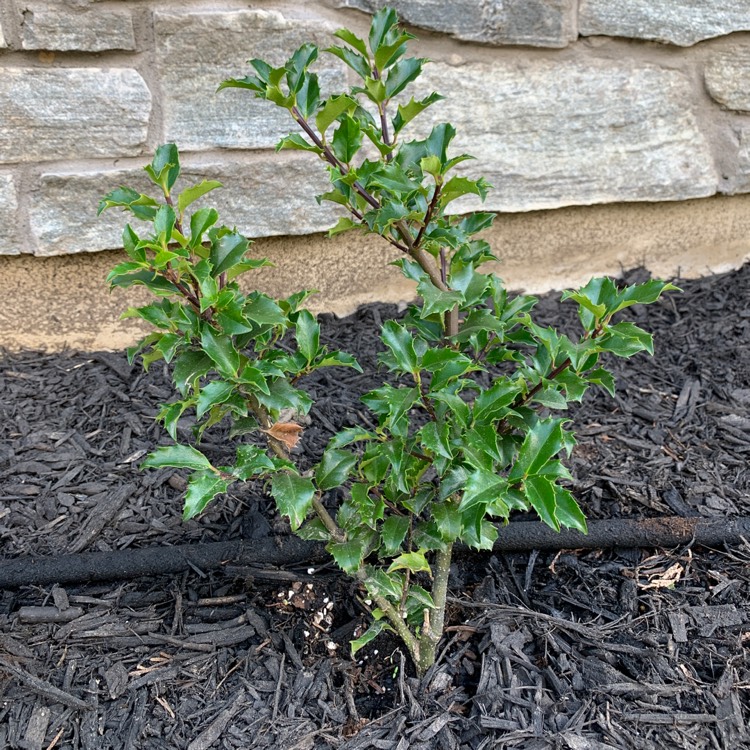 Plant image Ilex x meserveae 'Blue Princess'