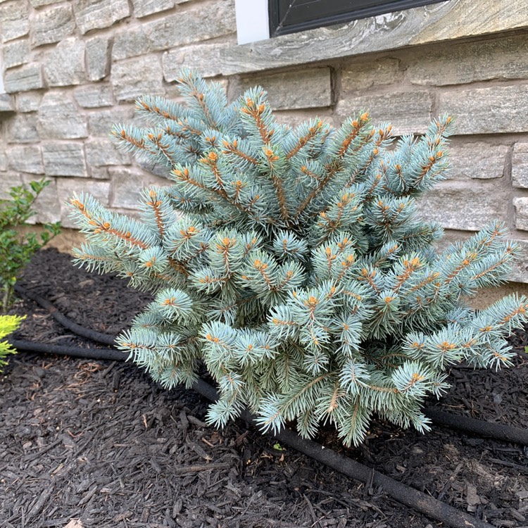 Plant image Picea pungens (Glauca Group) 'Globosa'