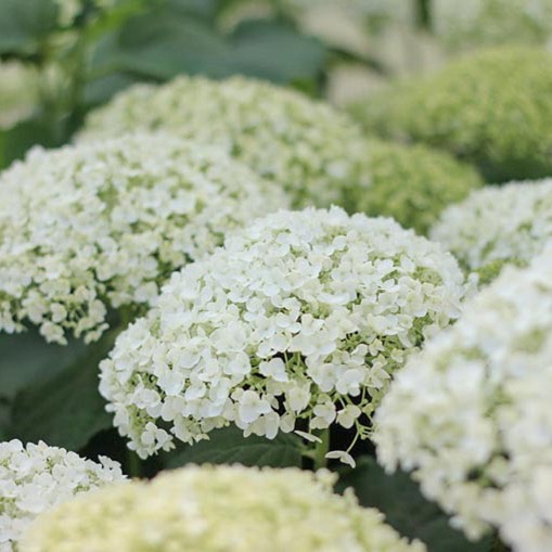 Plant image Hydrangea arborescens 'Incrediball'