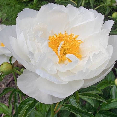 Plant image Paeonia 'Claire de Lune'