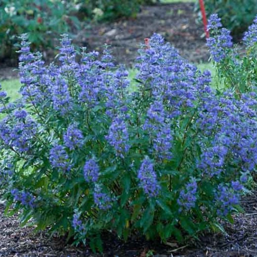 Plant image Caryopteris x clandonensis 'Heavenly Blue'