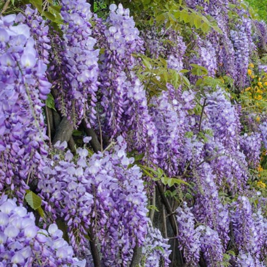 Plant image Wisteria frutescens var. macrostachya 'Blue Moon'