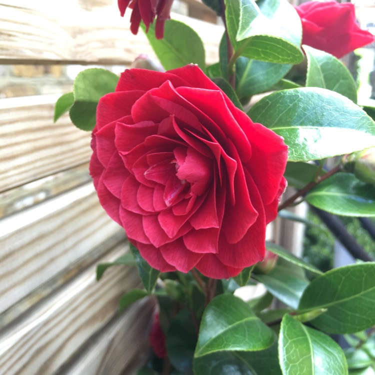 Plant image Camellia reticulata x williamsii 'Black Lace'