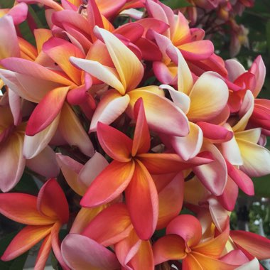 Plumeria rubra 'Sorbet Ripple'