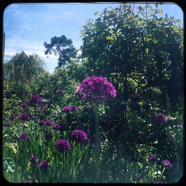 Allium 'Purple Sensation'