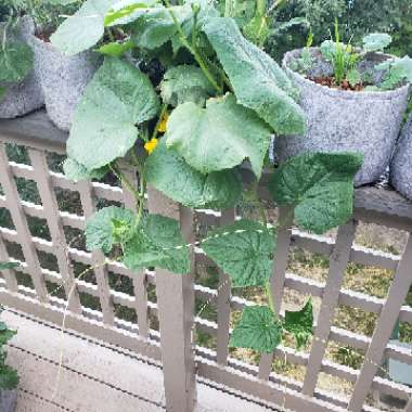 Cucumber 'Burpless'