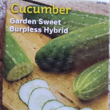 Cucumber 'Burpless'