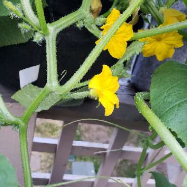 Cucumber 'Burpless'