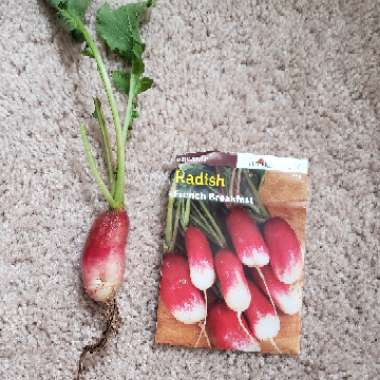 Radish 'French Breakfast'