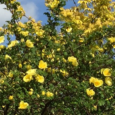 Rosa banksiae 'Lutea'