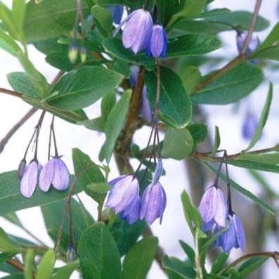 Plant image Billardiera heterophylla syn. Sollya Heterophylla, Sollya fusiformis