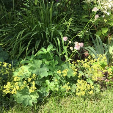 Lady's Mantle