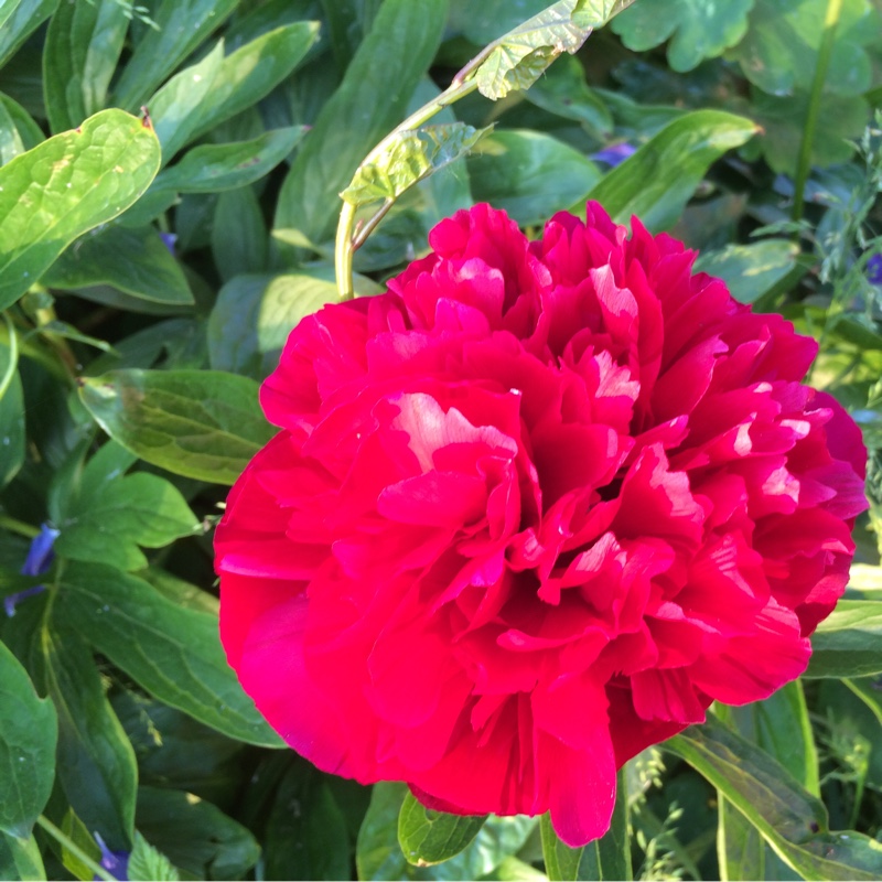 Plant image Paeonia lactiflora 'Adolphe Rousseau'