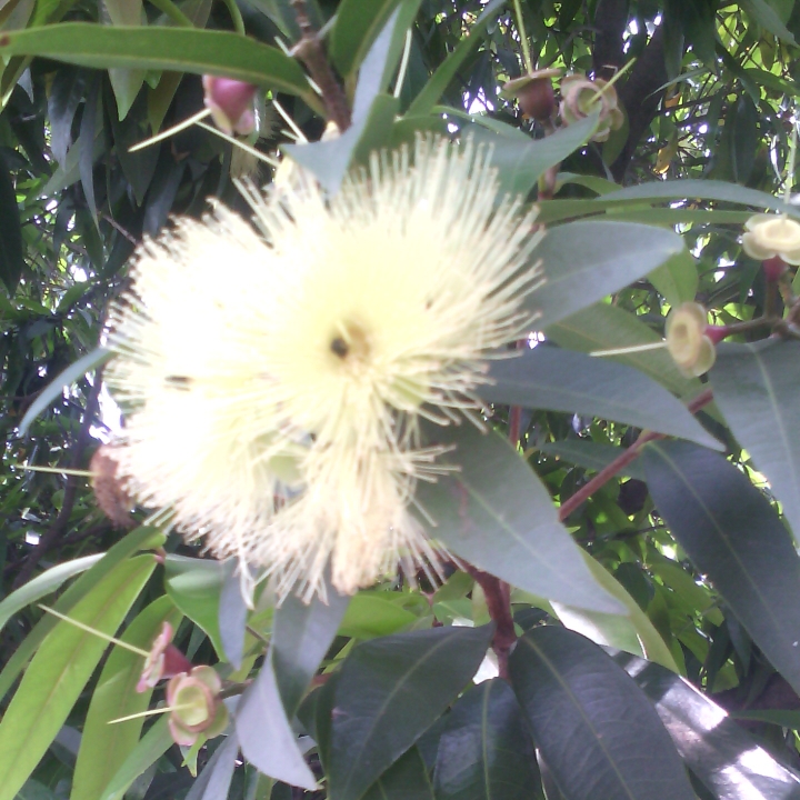 Plant image Syzygium Jambos